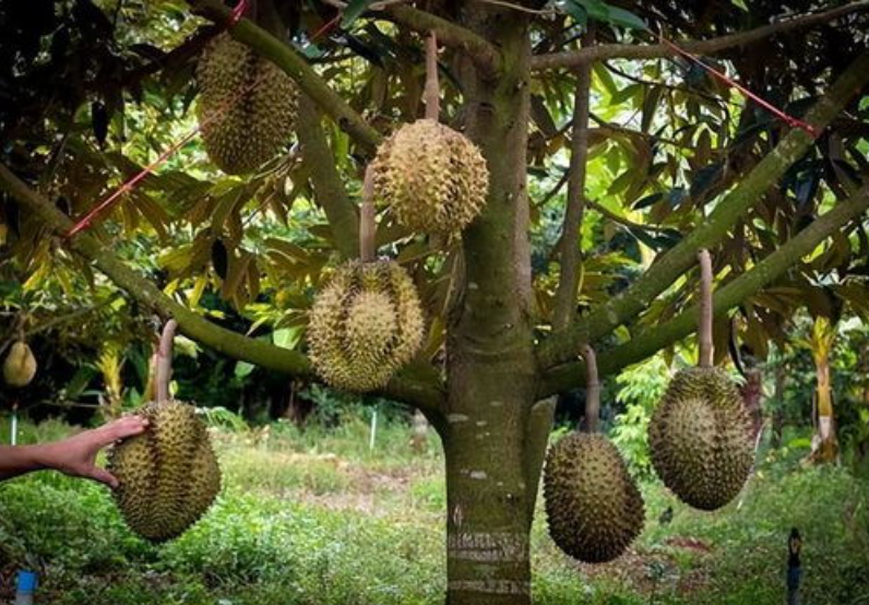 蔬菜配送中心分享報道:菲律賓榴蓮對華出口帶來新生機